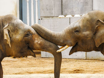 Side view of elephant in zoo