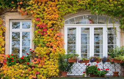 Flowers on window of building