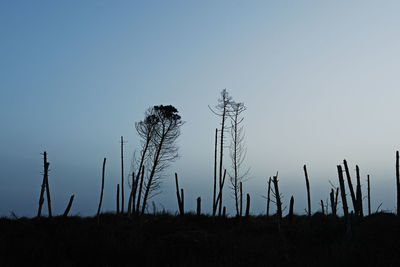 Low angle view of silhouette plants on field against clear sky