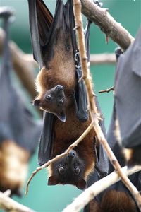 Close-up of flying foxes hanging on tree