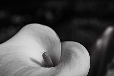 Cropped hand of person holding plant