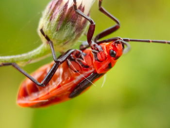 Close-up of juvenile large milkweed bug on a flower bud