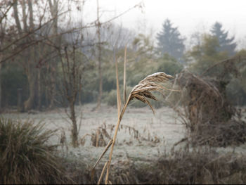 Close-up of stalks in field