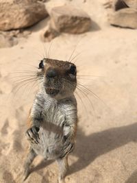 High angle view of rodent rearing up on sand