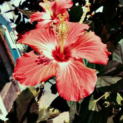 Close-up of red hibiscus blooming outdoors