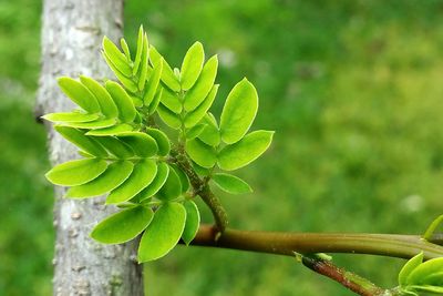 Close-up of fresh green plant