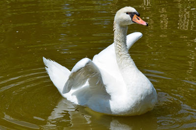 Swan swimming in lake