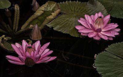 Close-up of pink lotus water lily