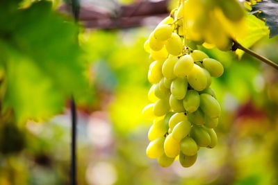 Close-up of fruits growing in vineyard
