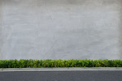 Close-up of plants against wall