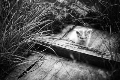 Portrait of cat relaxing by plants