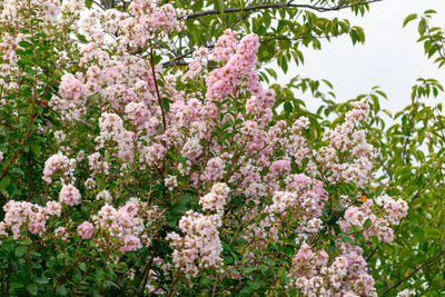 Close-up of pink cherry blossoms in spring