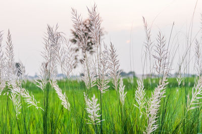 Close-up of wheat field against sky