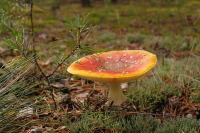 Close-up of mushroom growing on field