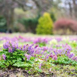 Close-up of pink flowering plants on field