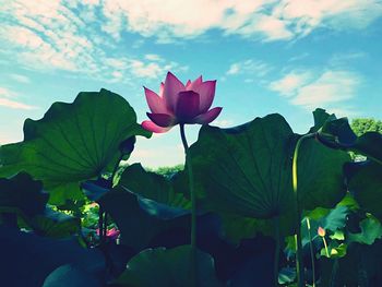 Close-up of lotus blooming against sky