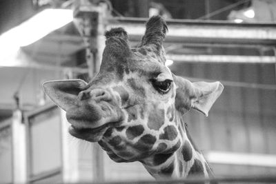 Close-up black and white portrait of a giraffe 