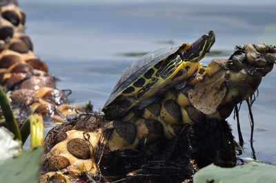 animal wildlife