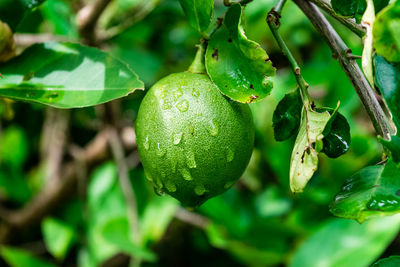 Close-up of fruit growing on tree