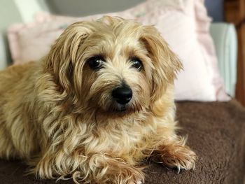 Close-up portrait of a dog at home