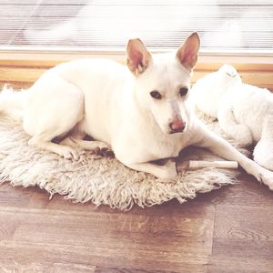 Portrait of a dog resting on wooden floor