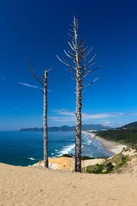 Dead tree on beach against clear blue sky