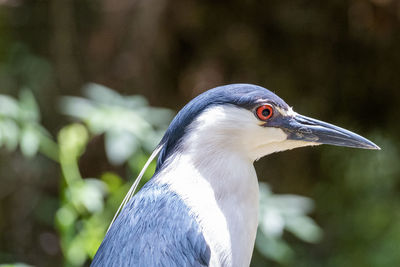 Close-up of a bird looking away