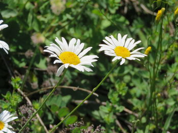 Close-up of white daisy flowers