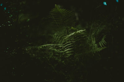 Close-up of fern in forest