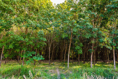 Trees in forest