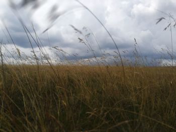 Close-up of wheat growing on field against sky