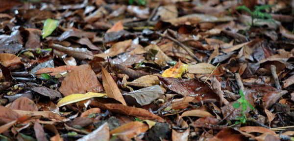 High angle view of dry leaves on field