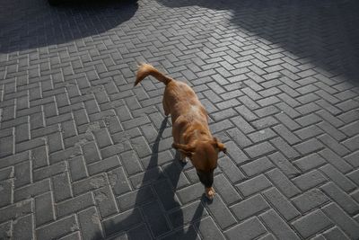Dog walking alone in the street 