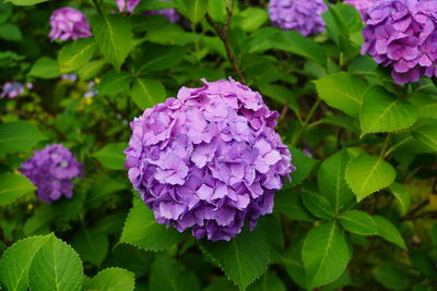 Close-up of purple hydrangea flowers