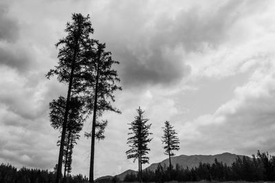 Trees on landscape against sky