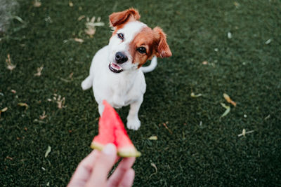 High angle view of dog hand on grass