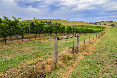 Scenic view of agricultural field against sky