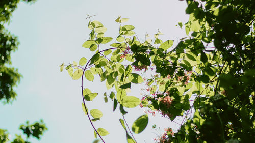 Low angle view of trees