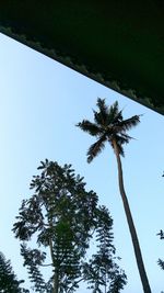 Low angle view of palm tree against clear sky