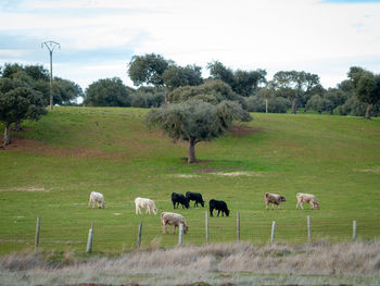 Sheep grazing in a field