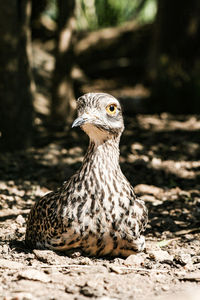 Spotted thick-knee on the ground