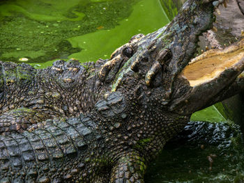 Close up crocodile head is closing mount along the group