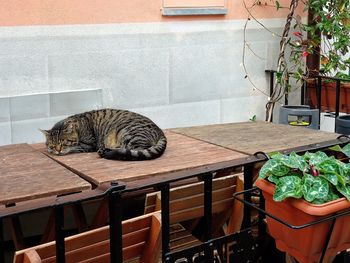 Cat relaxing on table