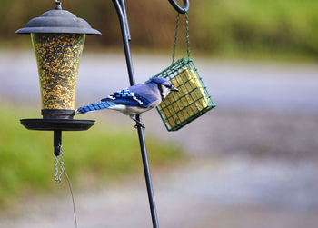 Close-up of lamp post hanging on metal at lake