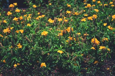 Close-up of yellow flowers growing on field