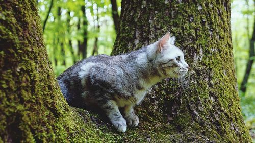 Tree trunk in forest