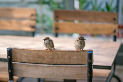 Close-up of sparrows perching on chair at outdoor cafe