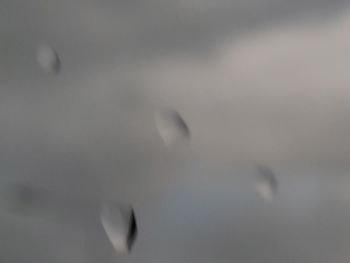Close-up of bird flying in the sky