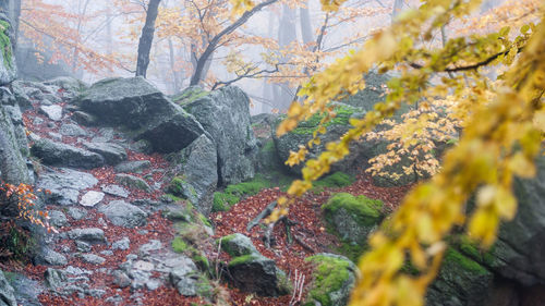 View of flowering trees in forest during autumn