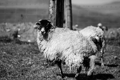 Sheep standing in a field